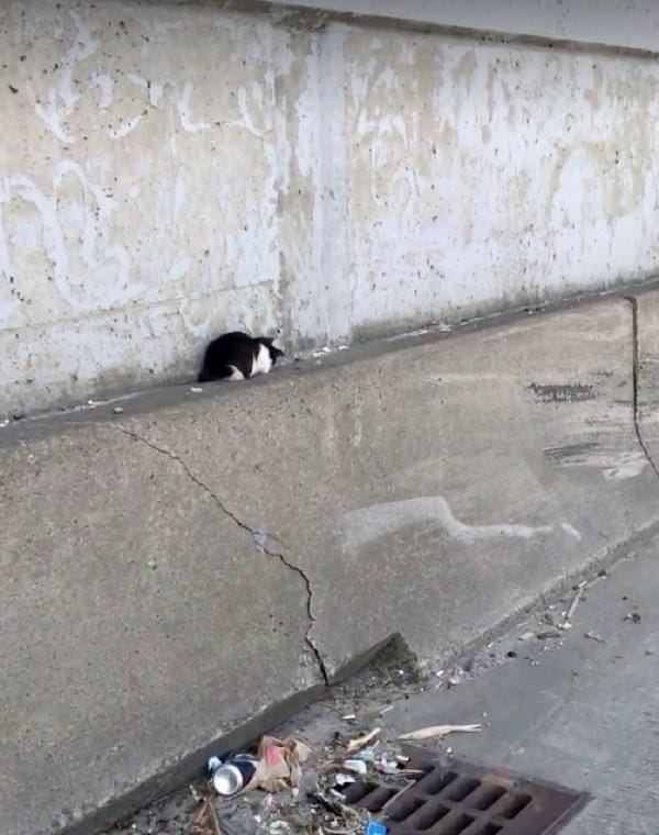 dave_highway_kitten_rescue_7