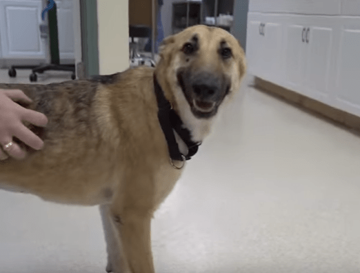 dolly_vet_ranch_mange_4