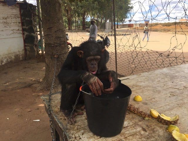 leila_chimp_chained_rescue_5