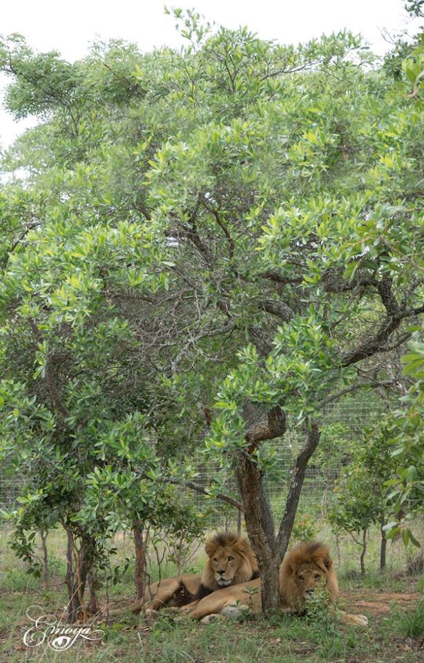 jose-liso-lions-sanctuary-5