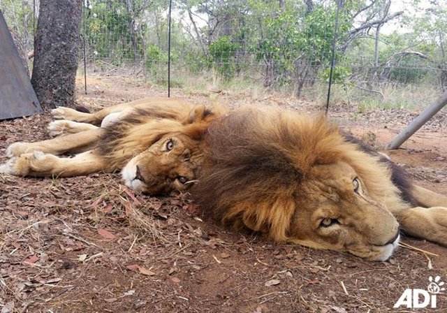 jose-liso-lions-sanctuary-1
