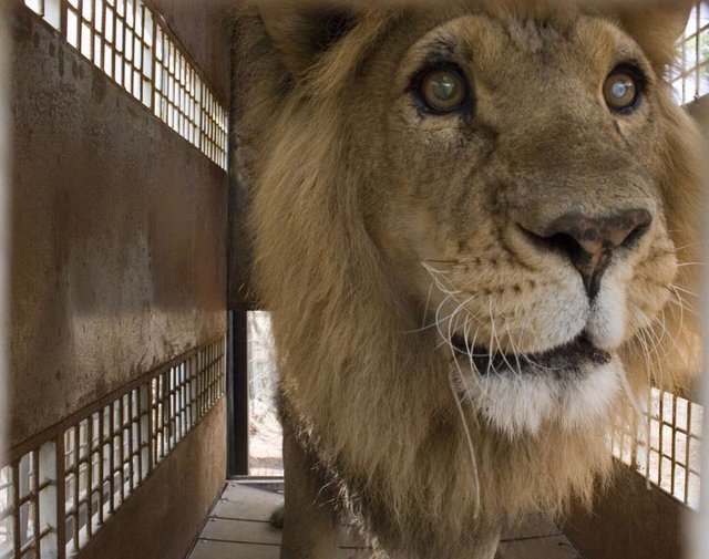 jose-liso-lions-sanctuary-3