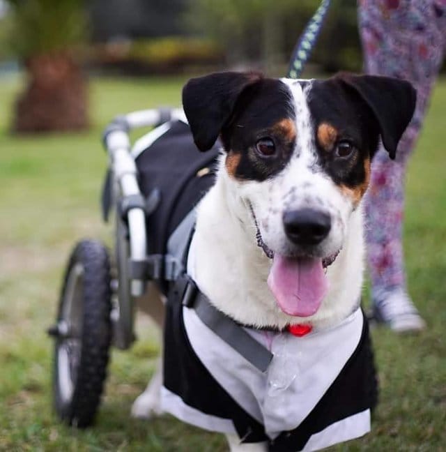dog_peru_strapped_wheelchair_1