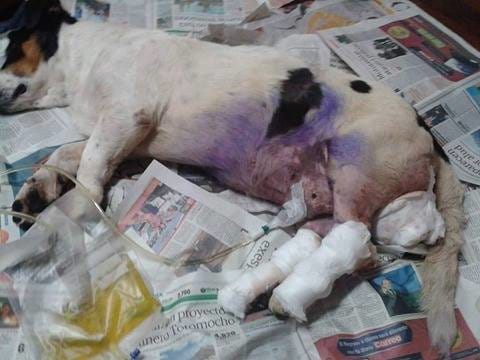 dog_peru_strapped_wheelchair_4