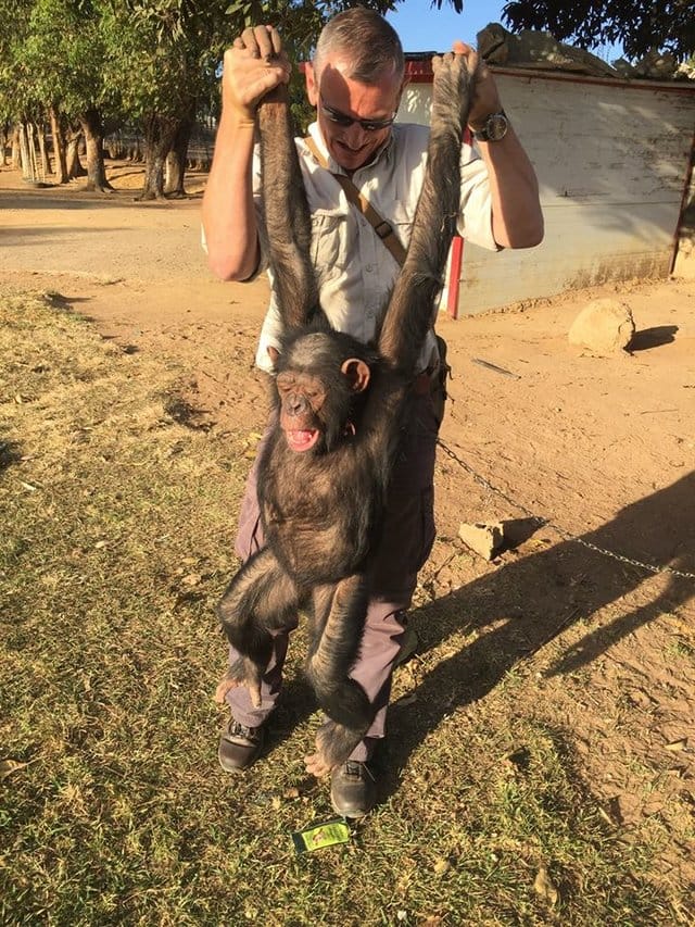 leila_chimp_chained_rescue_4