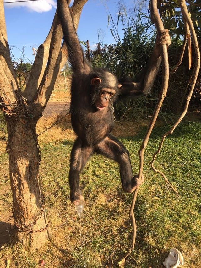 leila_chimp_chained_rescue_8