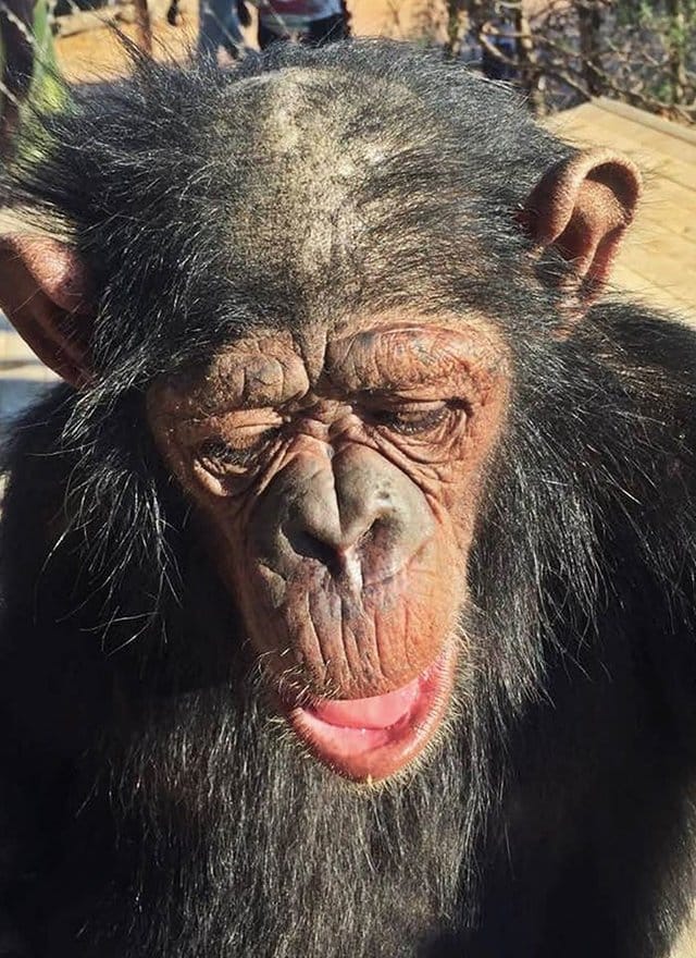 leila_chimp_chained_rescue_9