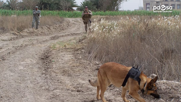 lucca-chienne-decoration-medaille-dickin-2