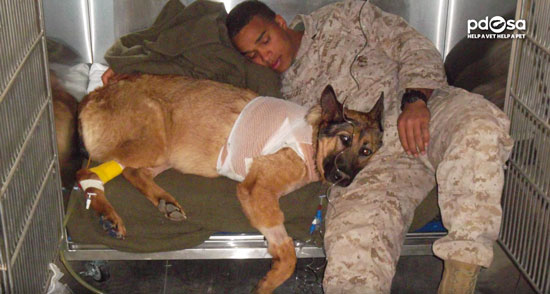 lucca-chienne-decoration-medaille-dickin-3