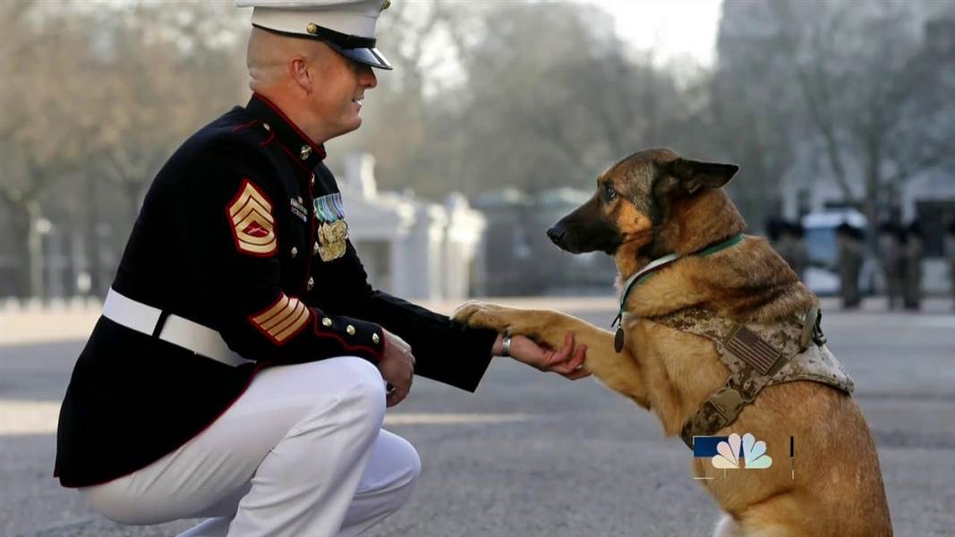 lucca-chienne-decoration-medaille-dickin-4