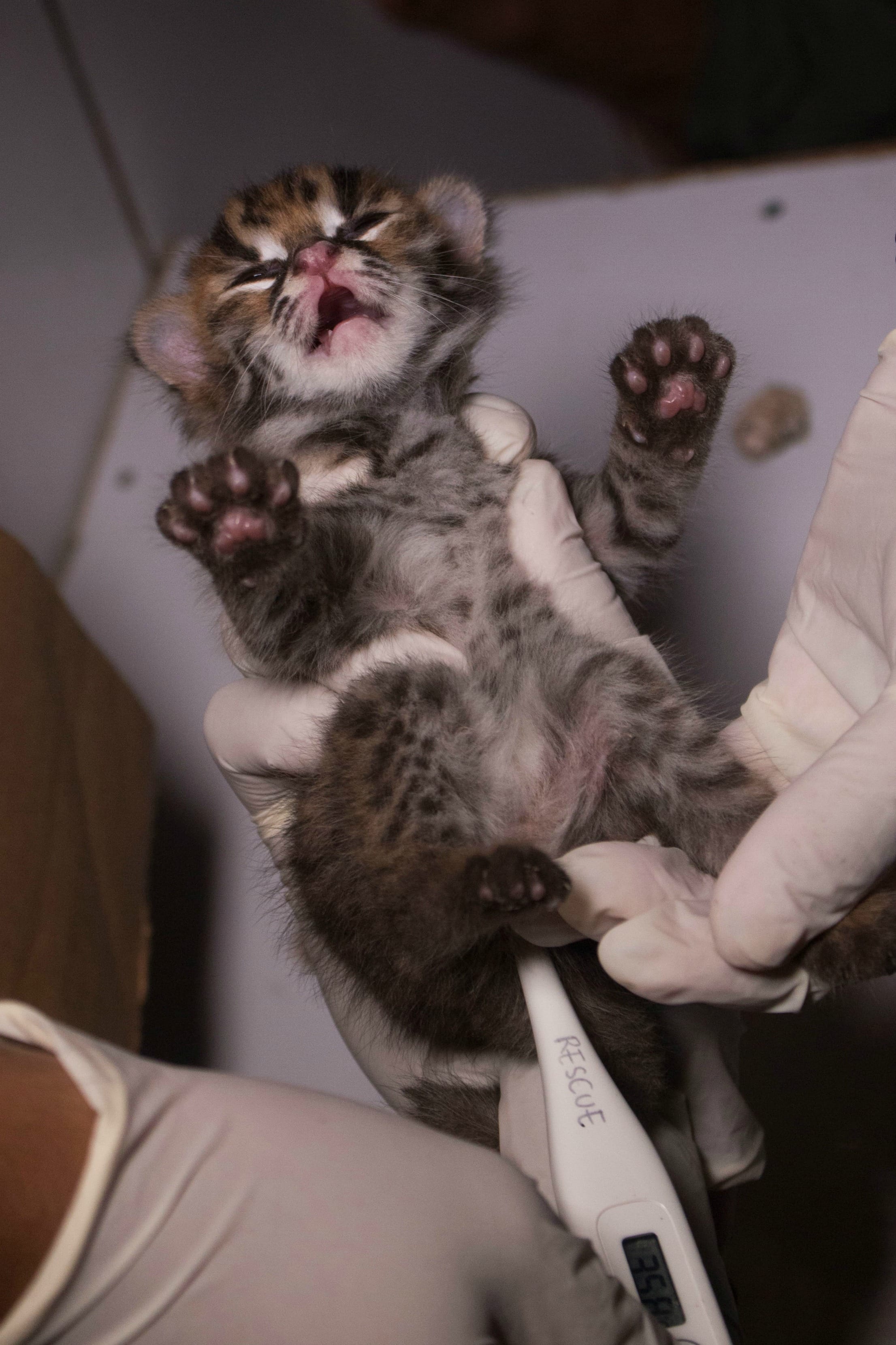 warehouse_raid_eagles_indonesia_3