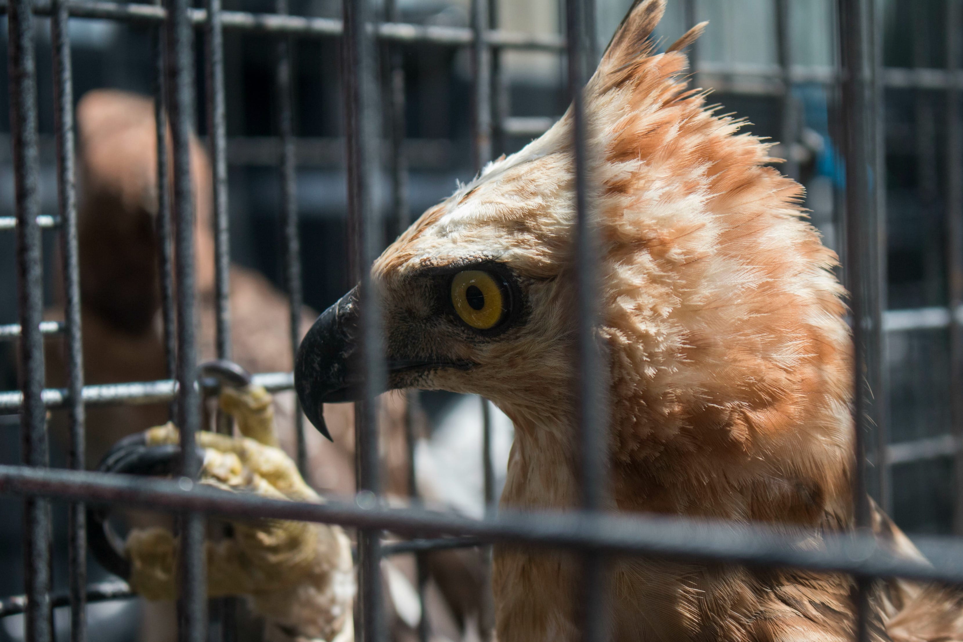 warehouse_raid_eagles_indonesia_2