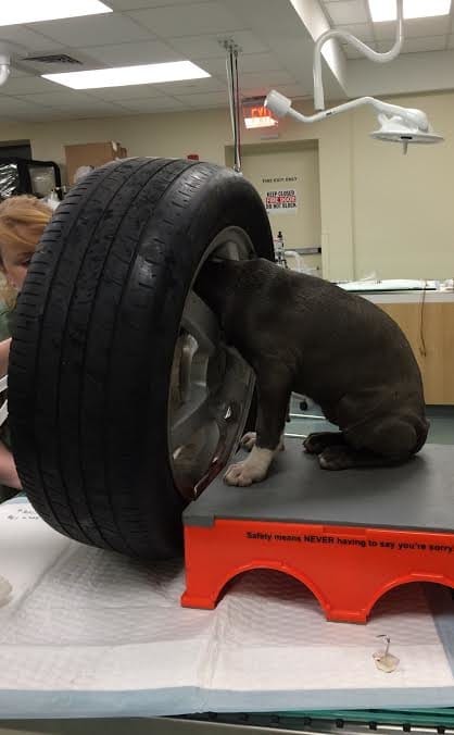 jade_puppy_tire_stuck_3