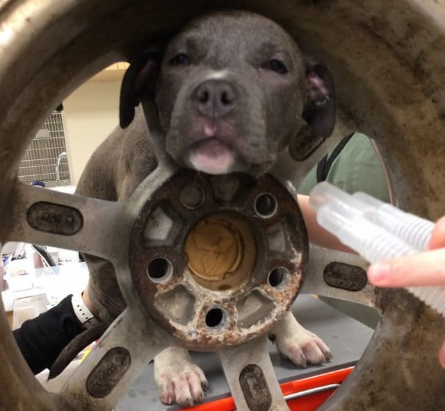 jade_puppy_tire_stuck_4