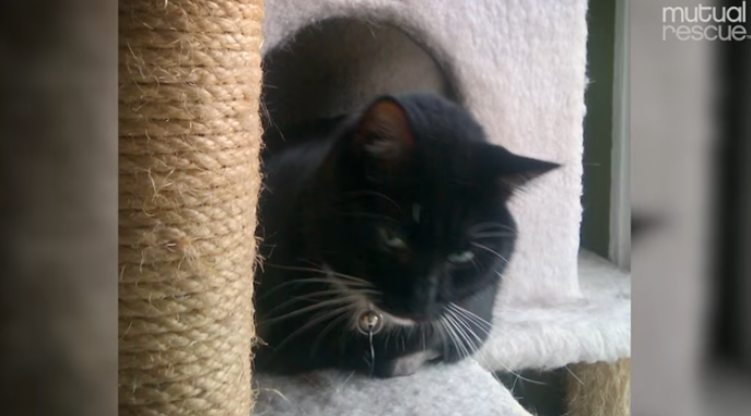 scout-chat-joshua-soldat-sauvetage-6