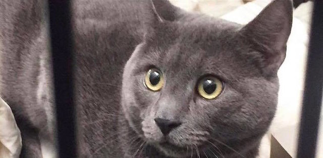 chats-abandon-camera-surveillance-3