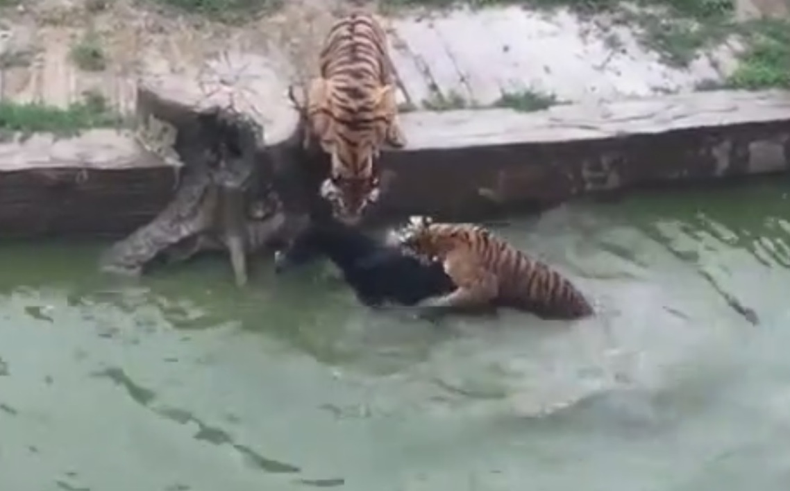 tigres-zoo-chinois-ane-actionaires-mecontent-3