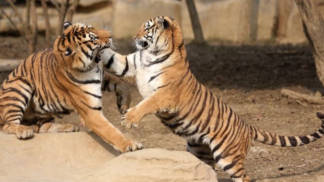 tigres-zoo-chinois-ane-actionaires-mecontent-1