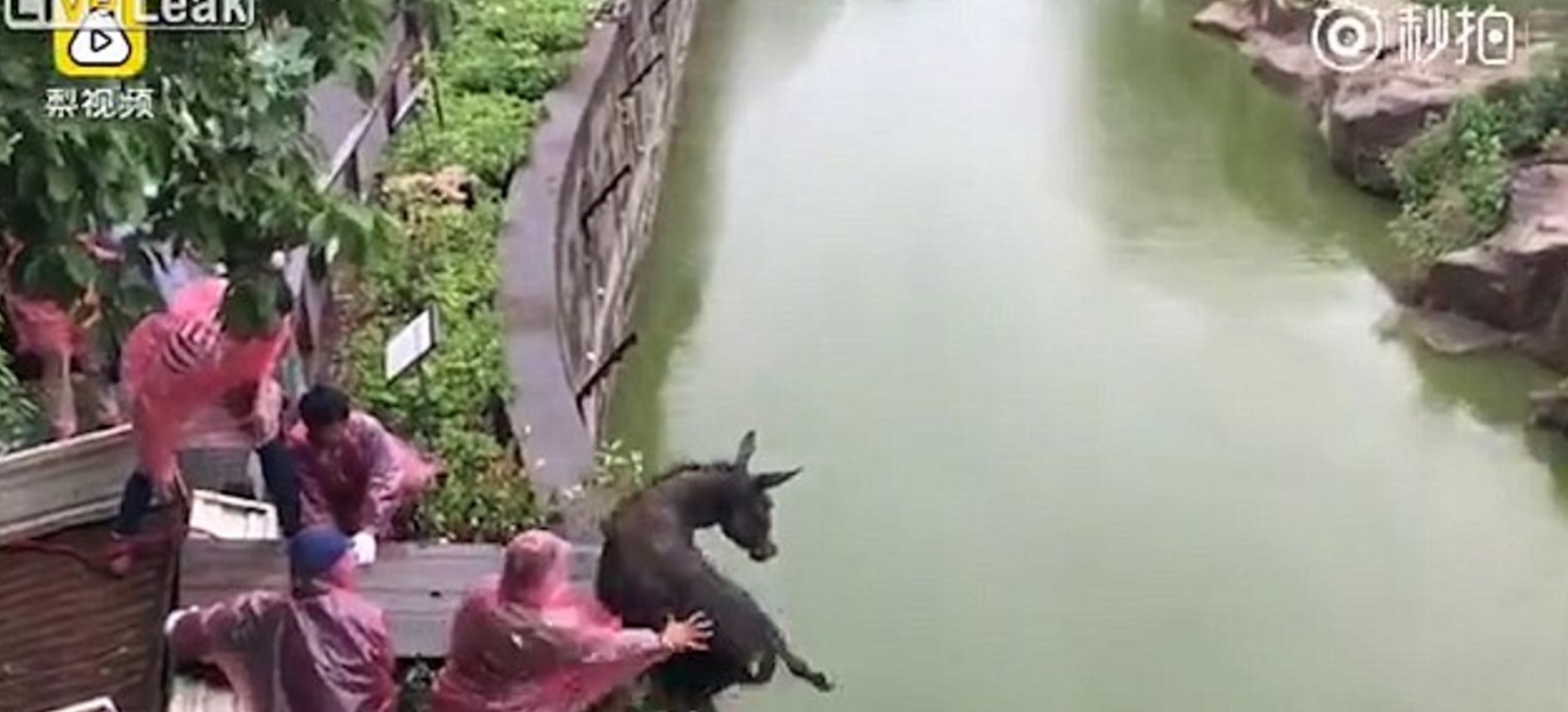 tigres-zoo-chinois-ane-actionaires-mecontent-19