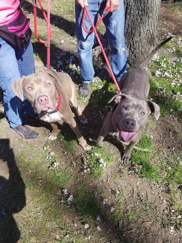 hansel-gretel-inseparables-chiens-adoption-3