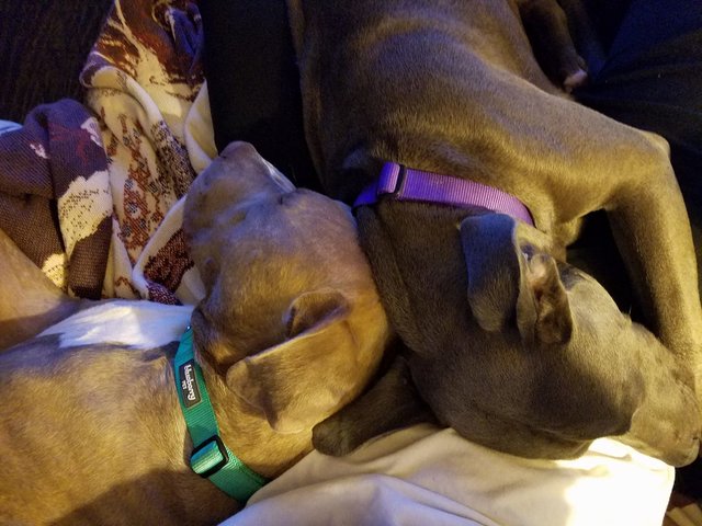 hansel-gretel-inseparables-chiens-adoption-4