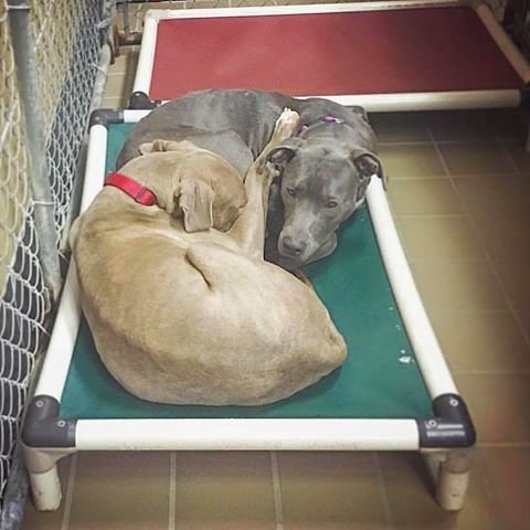 hansel-gretel-inseparables-chiens-adoption-1