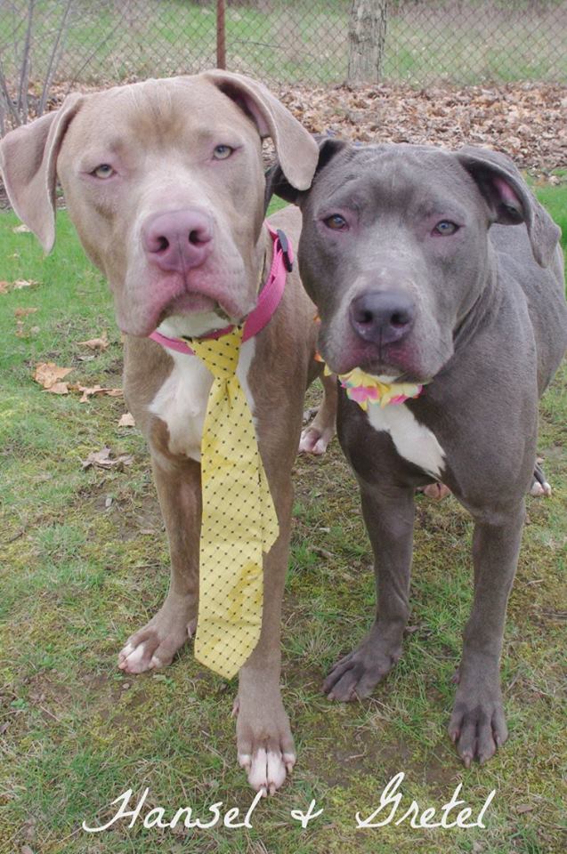 hansel-gretel-inseparables-chiens-adoption-2