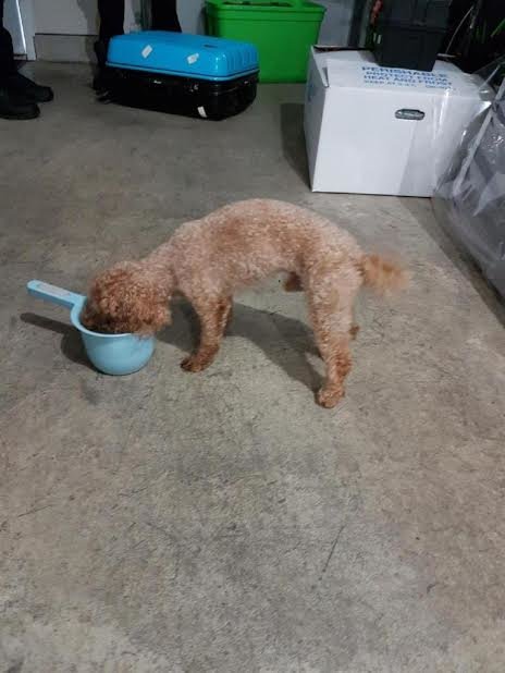 chien-valise-ravin-decouverte-2