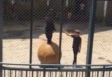 ours-battu-zoo-chine-3