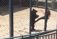 ours-battu-zoo-chine-1