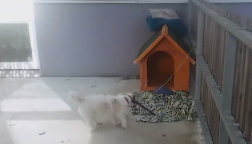 jack-russell-balcon-2