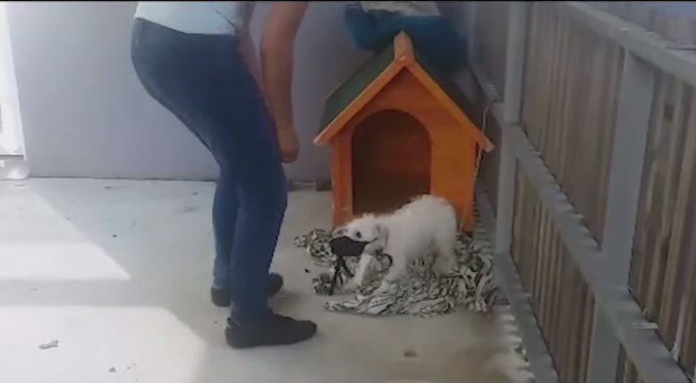 jack-russell-balcon-1