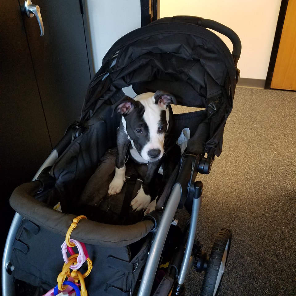 princess-pitbull-broken-legs-2