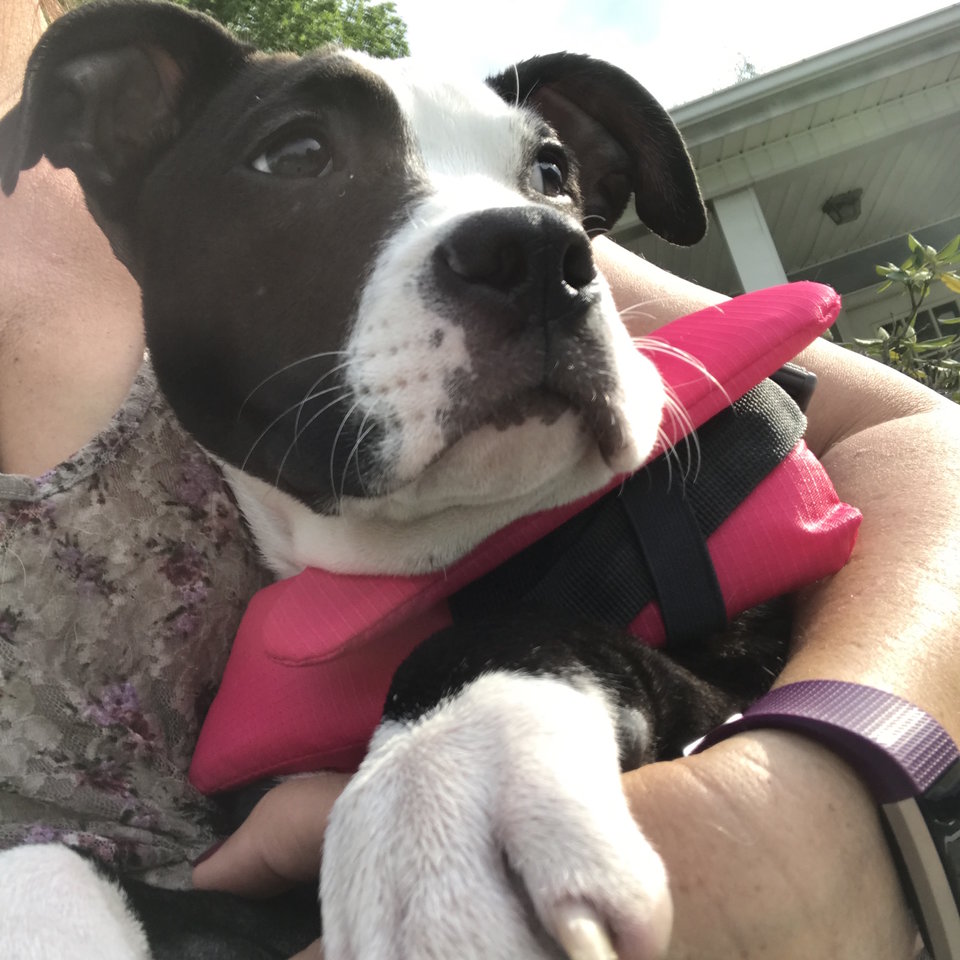 princess-pitbull-broken-legs-3