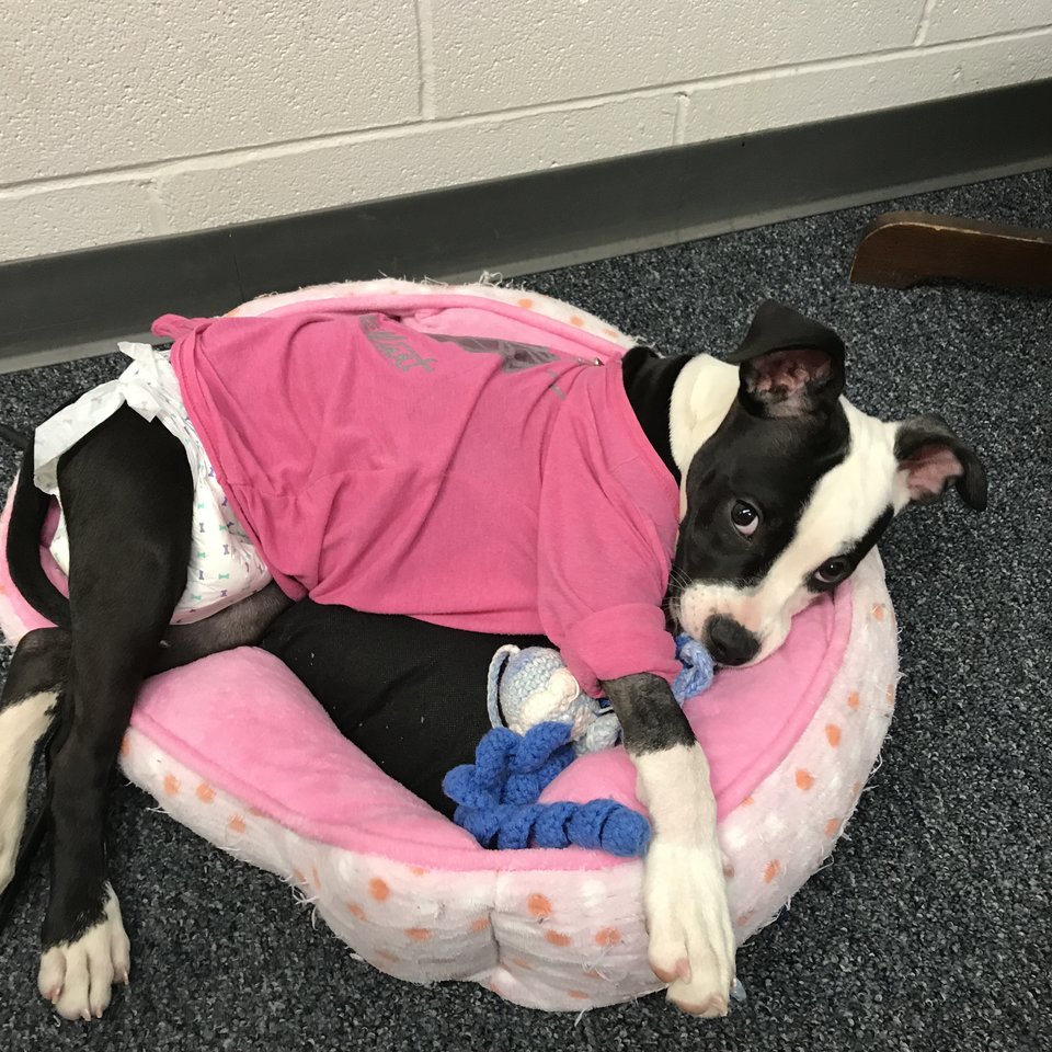 princess-pitbull-broken-legs-1