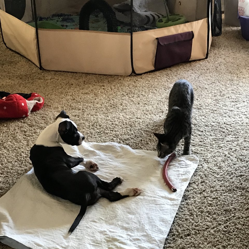 princess-pitbull-broken-legs-4