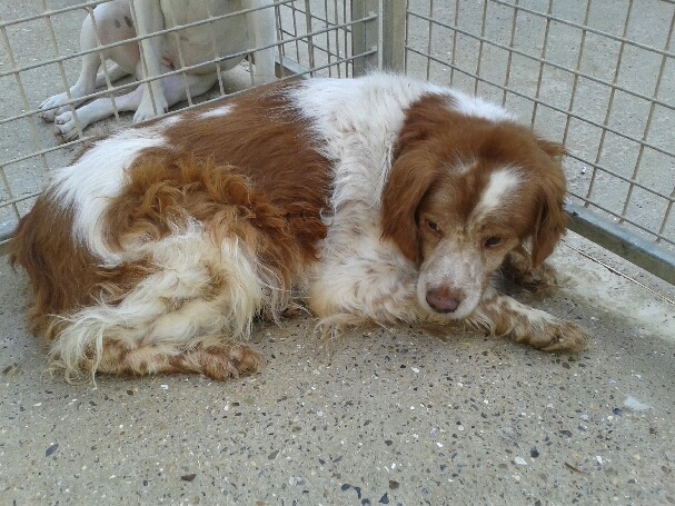 dick-chien-epagneul-sauvetage-3