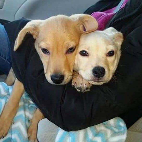 Juno_jordan_brothers_inseperable_2