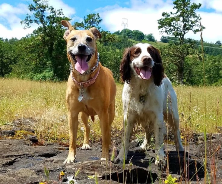 dogs_running_summer_tips_2