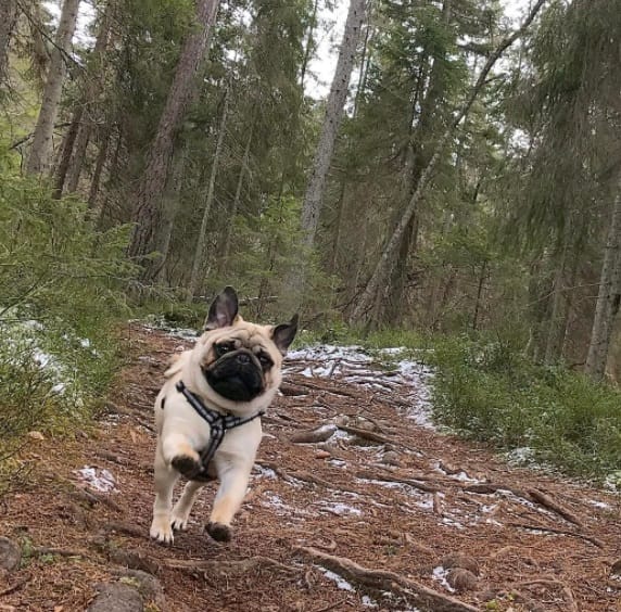 dogs_running_summer_tips_4