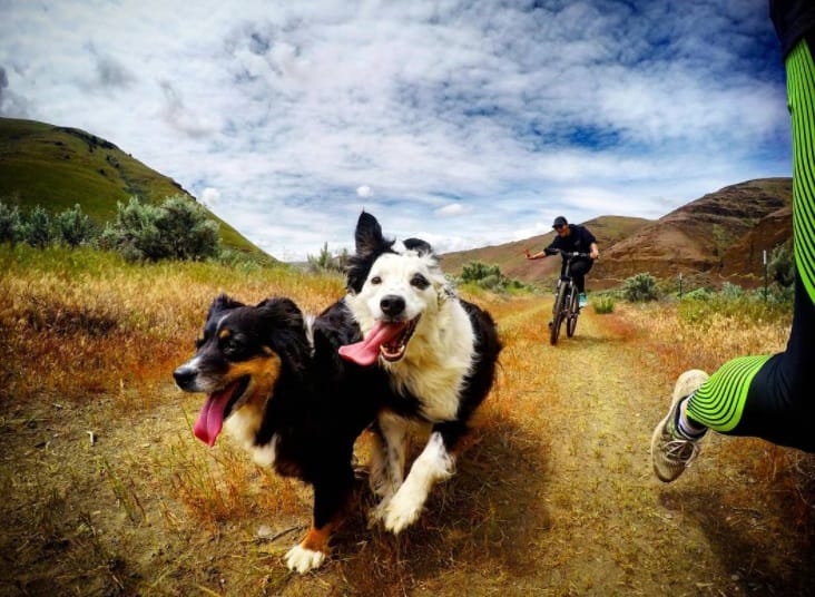 dogs_running_summer_tips