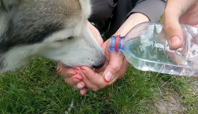 dogs_running_summer_tips_5