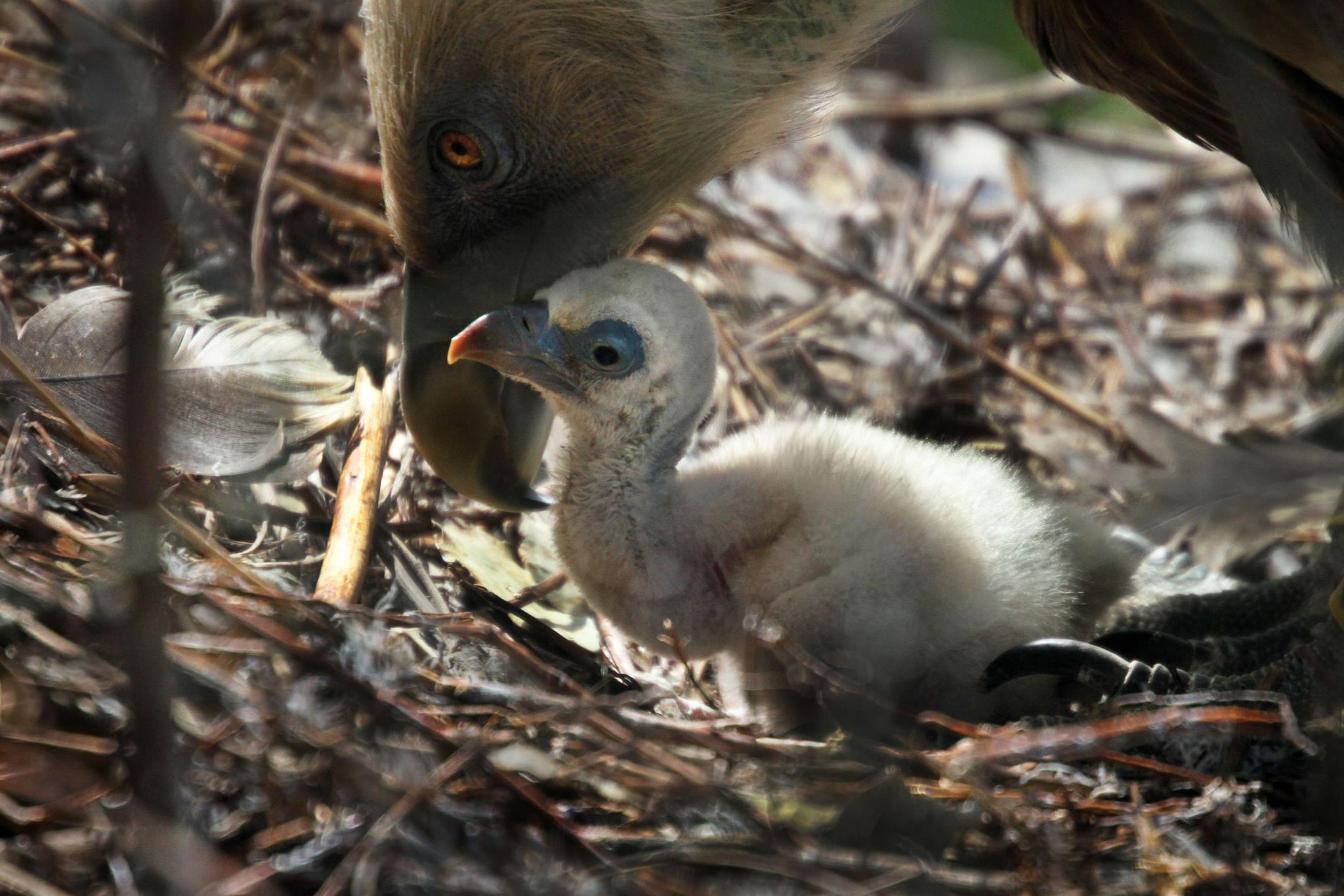 gay-vultures-dutch-3