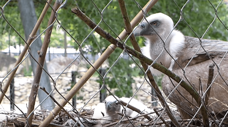 gay-vultures-dutch-4