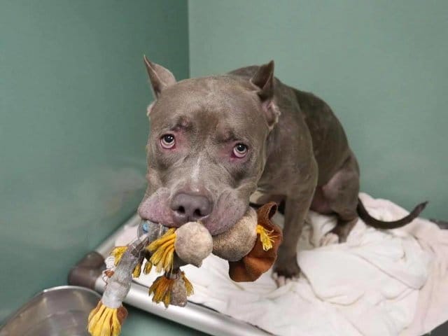 layla_dog_stuffed_animal_nyc_4