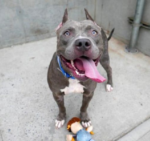 layla_dog_stuffed_animal_nyc_3