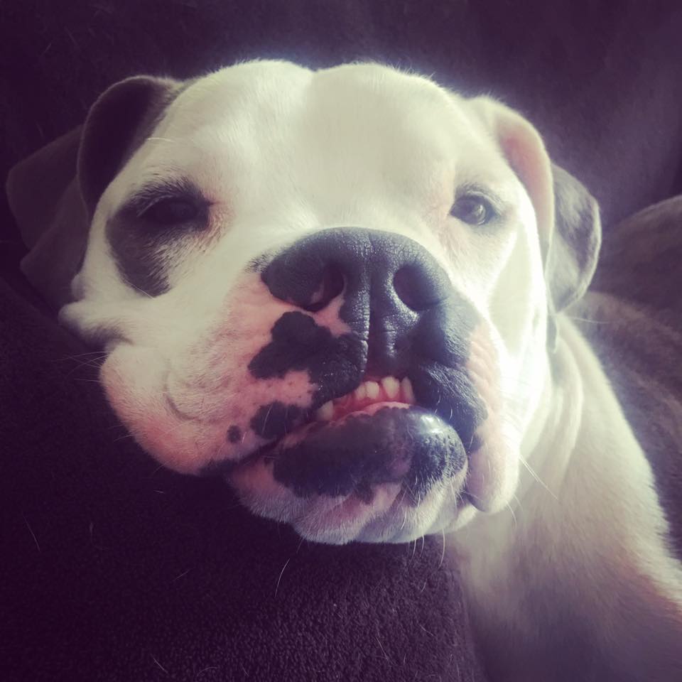 dog-fignewton-cleft-5