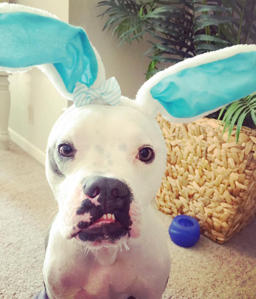 dog-fignewton-cleft-2