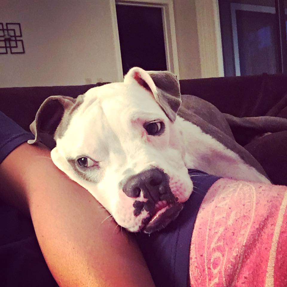 dog-fignewton-clef03