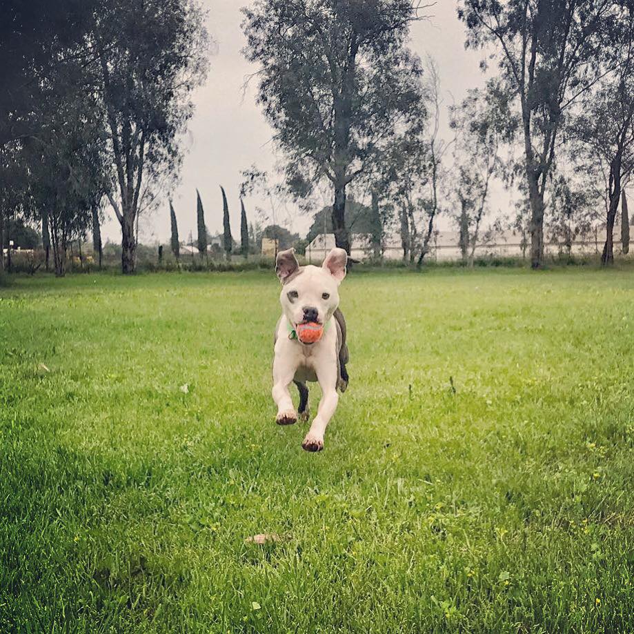 dog-fignewton-cleft-1